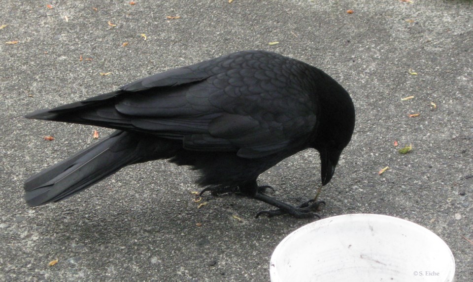 crow mama